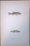 3 Spined Stickleback Fish Scarce Antique 1877 J. Couch Woodblock Engraving-186