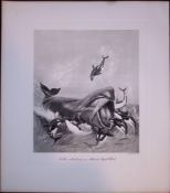 Killer Orca Whales Attacking Atlantic Whale Rare Limited-Edition Antique Print-2.