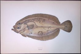 Carter Fish Scarce Antique 1877 J. Couch Woodblock Engraving-168