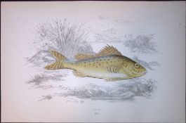 Ruff Freshwater Fish Scarce Antique 1877 J. Couch Woodblock Engraving-188