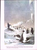 Wilson's Birds of the Antarctic Vintage Emperor Penguins Illustrations 8.