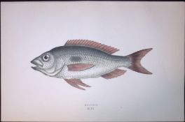 Mendole Ray Fish Scarce Antique 1877 J. Couch Woodblock Engraving-191