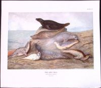 The Grey Seal Rare 121 Years-Old Limited-Edition Coloured Antique Print