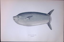 Longer Sunfish Scarce Antique 1877 J. Couch Woodblock Engraving-156