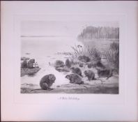 Water Vole Colony Rare Limited-Edition J.G. Millais Antique Print.