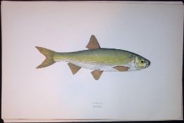 Dobule Fish Scarce Antique 1877 J. Couch Woodblock Engraving-129