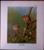 The Dormouse Family Rare Limited-Edition J.G. Millais Antique Print.