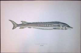 Common Sturgeon Fish Scarce Antique 1877 J. Couch Woodblock Engraving-184