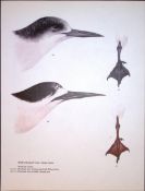 Wilson's Birds of the Antarctic Vintage White Throated Tern Illustrations.