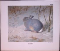 The Common Rabbit Rare Limited-Edition Antique JG Millais Print.