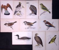 Job-Lot Rev Morris Finches, Sparrow, Vultures, Kestrel 1888 Antique Lithographs -6.