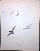 Wilson's Birds of the Antarctic Vintage Petrel Seabird Illustrations 12.