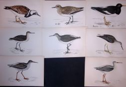Job-Lot Rev Morris Sandpiper, Redshank, Turnstone, 1888 Antique Lithographs -25.