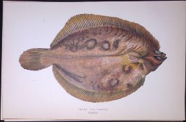 Smear Dab Variety Fish Scarce Antique 1877 J. Couch Woodblock Engraving-175