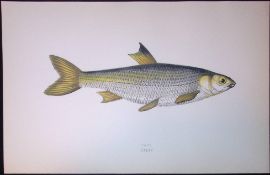 Dace Fish Scarce Antique 1877 J. Couch Woodblock Engraving-130