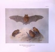The Pipistrelle Or Common Bat Rare Limited-Edition Coloured Antique Print
