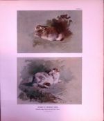 Studies of The Mountain Hare Rare Limited-Edition Antique JG Millais Print