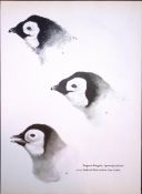 Wilson's Birds of the Antarctic Vintage Emperor Penguins Illustrations 3.