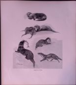 Studies of Otters Rare 121 Years-Old Limited-Edition Antique JG Millais Print