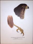 Wilson's Birds of the Antarctic Vintage New Zealand Falcon Illustrations.