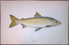 Powan Fish Scarce Antique 1877 J. Couch Woodblock Engraving-142