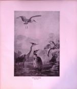 Otter & Heron Rare 121 Years-Old Limited-Edition Antique Print