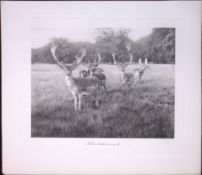 Fallow Bucks Posing In The Park Rare Limited-Edition JG Millais Antique Print.