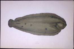 Sole Fish Scarce Antique 1877 J. Couch Woodblock Engraving-179