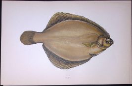 Common Dab Fish Scarce Antique 1877 J. Couch Woodblock Engraving-173