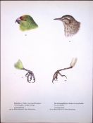 Wilson's Birds of the Antarctic Vintage Parakeet & Pulpit Illustrations.