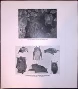 Noctules Bats Evening Hunt Rare Limited-Edition J.G. Millais Antique Print.