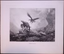 The Eagle & Hare Natural Enemies Rare Limited-Edition Antique JG Millais Print.