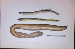Planers, Mud, Borer, Lancelet Lamprey 1877 J. Couch Woodblock Engraving-158