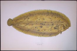 Lemon Sole Fish Scarce Antique 1877 J. Couch Woodblock Engraving-181