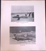 Esquimaux Hunters Bearded Seals Limited-Edition J.G. Millais Antique Print.