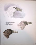 Wilson's Birds of the Antarctic Vintage Petrel Seabird Illustrations 5.