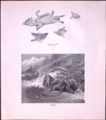 Studies Of Foxes Rare 121 Years-Old Limited-Edition J.G. Millais Antique Print.