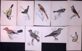 Job-Lot Rev Morris The Tit Family, Jay, Waxwing, Breeds Antique Lithographs 11.