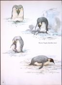 Wilson's Birds of the Antarctic Vintage Emperor Penguins Illustrations 9.