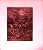 Stag Fighting Forest Scene Rare 121 Years-Old Limited-Edition Antique Print