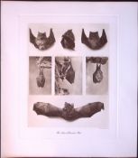 Lesser Horseshoe Bat Rare Limited-Edition J.G. Millais Heliogravure Print.
