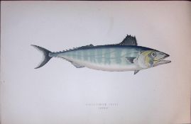 Short Finned Tunny Fish Scarce Antique 1877 J. Couch Woodblock Engraving-162