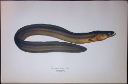 Broad-Nosed Eel Fish Scarce Antique 1877 J. Couch Woodblock Engraving-146