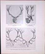 British Red Deer Skulls & Horns Rare Limited-Edition JG Millais Antique Print.
