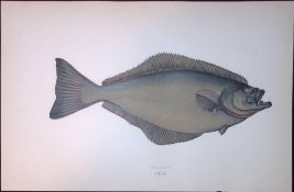 Holibut Fish Scarce Antique 1877 J. Couch Woodblock Engraving-166