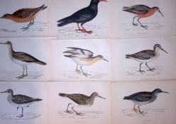 Job-Lot Rev Morris Sandpiper, Knot, Chough, 1888 Antique Lithographs-21.