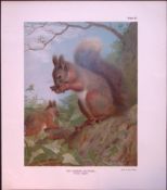 The Common Squirrel Rare 121 Years-Old Limited-Edition Coloured Antique Print