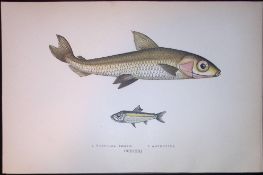 Hebridal & Argentine Smelt Scarce Antique 1877 J. Couch Woodblock Engraving-143