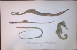Various Pipefish Scarce Antique 1877 J. Couch Woodblock Engraving-151