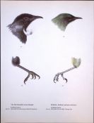 Wilson's Birds of the Antarctic Vintage Bellbird & Tui Illustrations.